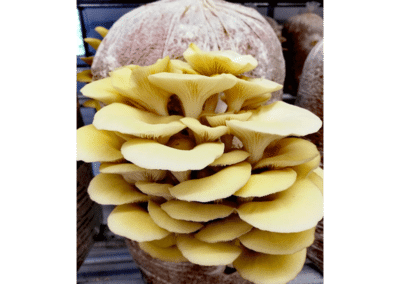 Produktion Bio-Pilze