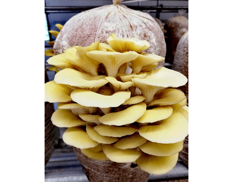 Produktion Bio-Pilze